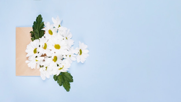 Free photo daisies in a envelope