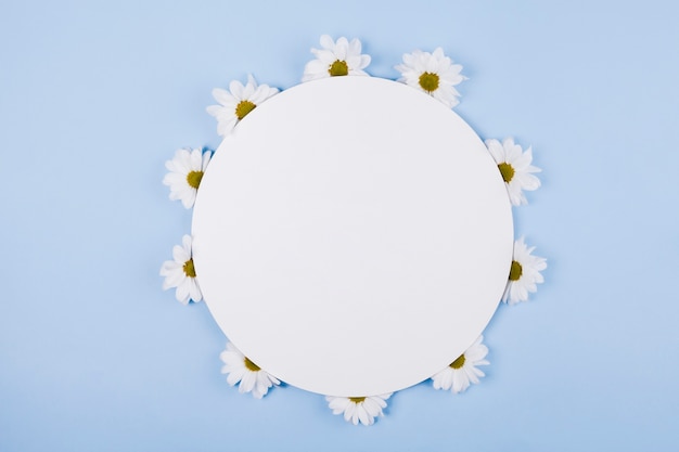 Free photo daisies flowers in a circular shape