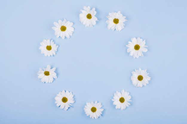 Free Photo daisies flowers in a circular shape