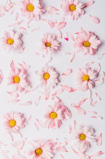 Daisies and petals on white