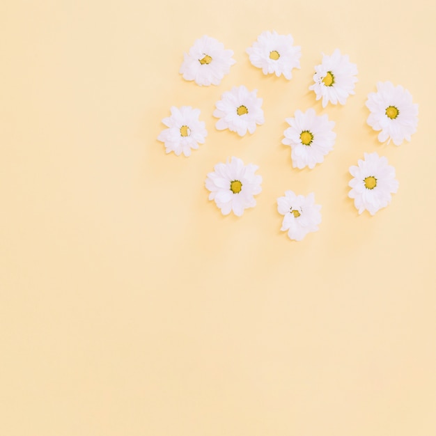 Free photo daisies