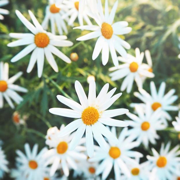 Free photo daisy chamomile field blossom concept