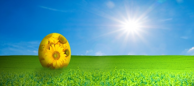 Free photo daisy egg in a field