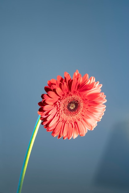 Daisy flower against blue background