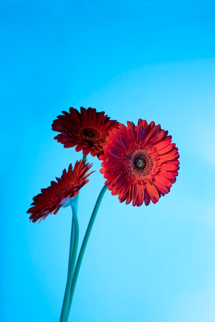 Daisy flower against blue background