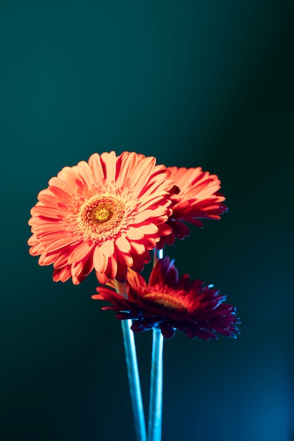 Free Photo daisy flower against gradient background