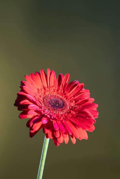 Daisy flower against gradient background