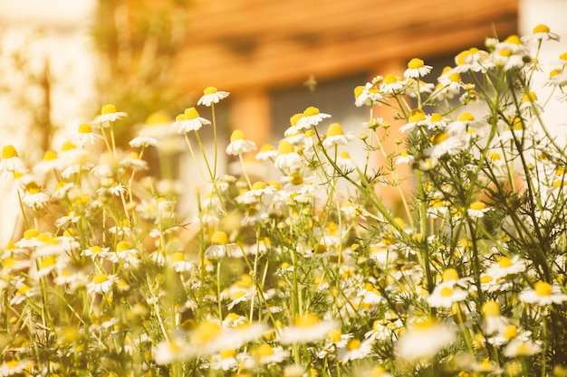 Daisy flower growing on meadow