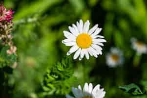 Free photo daisy surrounded by greenery in a field under the sunlight with a blurry background