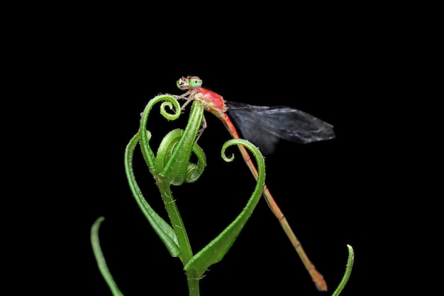 Free Photo damselfly perched on a green leaf damselfly closeup on green leaves