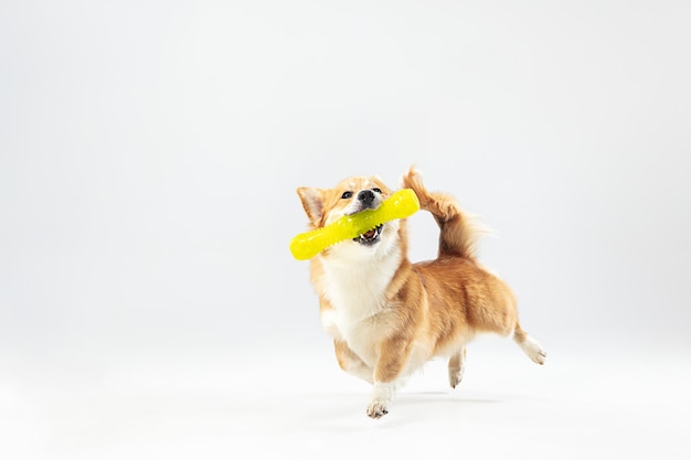 Dance with extraction. Welsh corgi pembroke puppy in motion. Cute fluffy doggy or pet is playing isolated on white background. Studio photoshot. Negative space to insert your text or image.