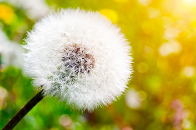 Free photo dandelion close