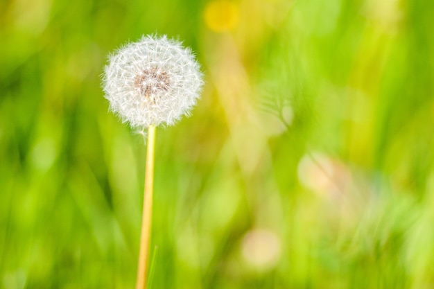 Dandelion flower in the garden on a sunny day