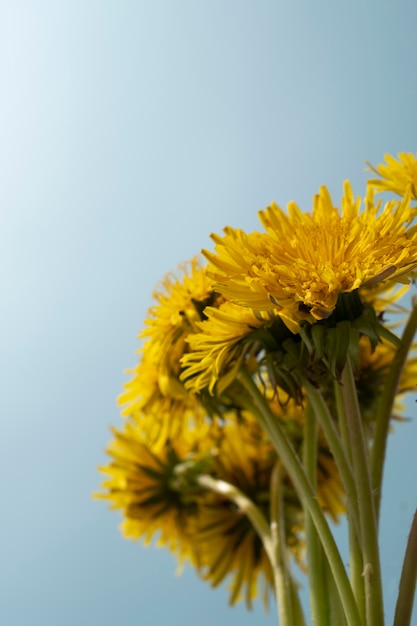 Free photo dandelion flower in the sky