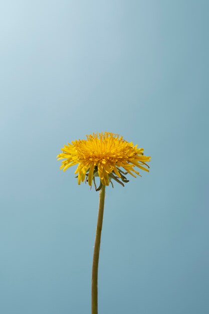 Dandelion flower in the sky