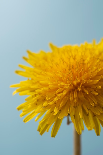 Dandelion flower in the sky