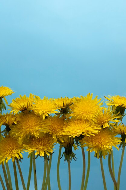 Dandelion flower in the sky