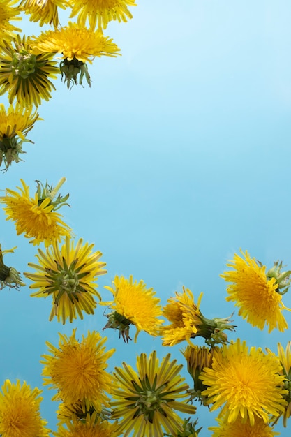 Free photo dandelion flower in the sky