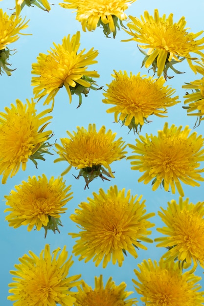 Free Photo dandelion flower in the sky