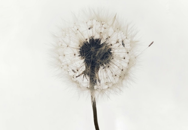 Free photo dandelion isolated on a white background with free space for text