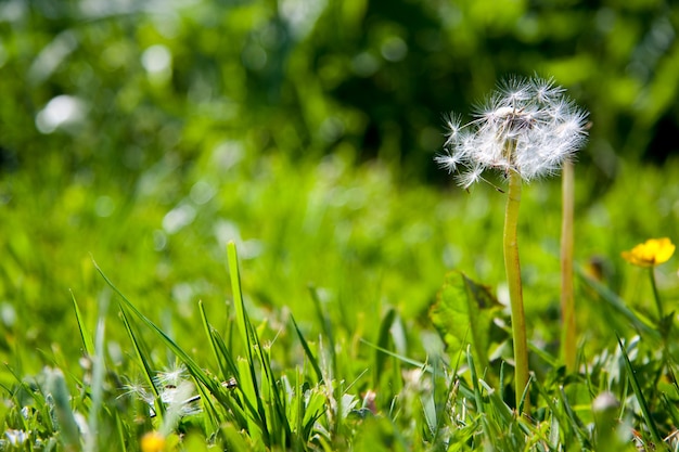 Free photo dandelion in the nature