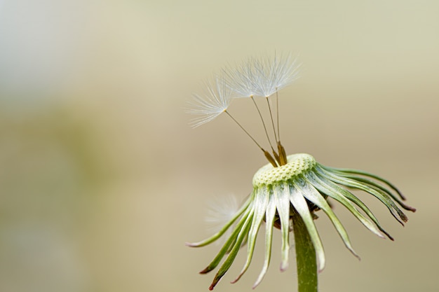 Free Photo dandelion seeds in the garden, close up.