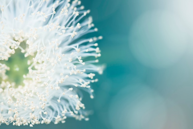 Free Photo dandelion seeds