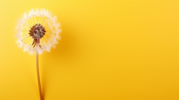 Free photo a dandelion on a yellow background