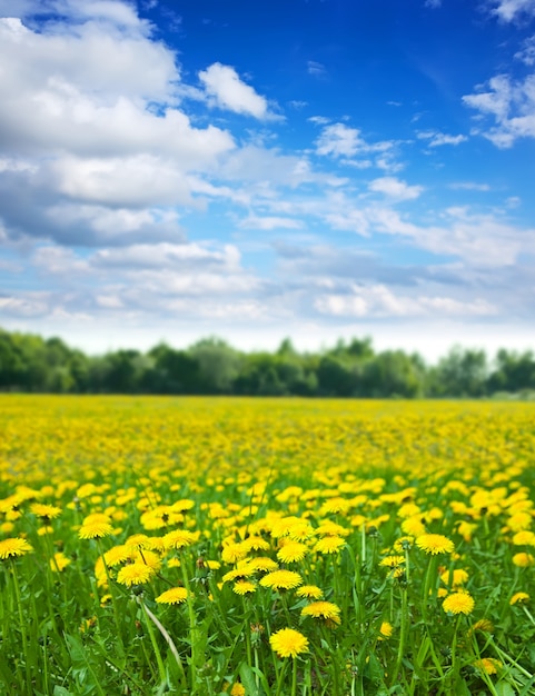 dandelions meadow in  summer day