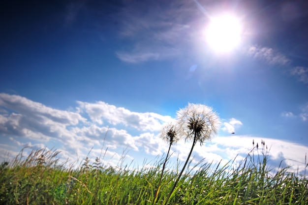 Free photo dandelions in the meadow on a sunny day