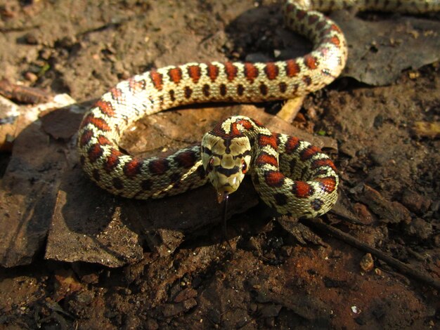 Dangerous European Ratsnake during daytime in Malta