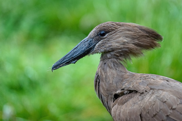 Free photo dark brown bird in nature