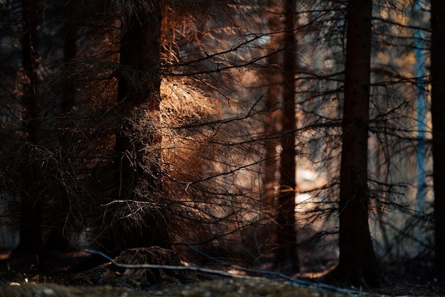 Dark eerie forest with sunlight hitting leaves - mystical forest background