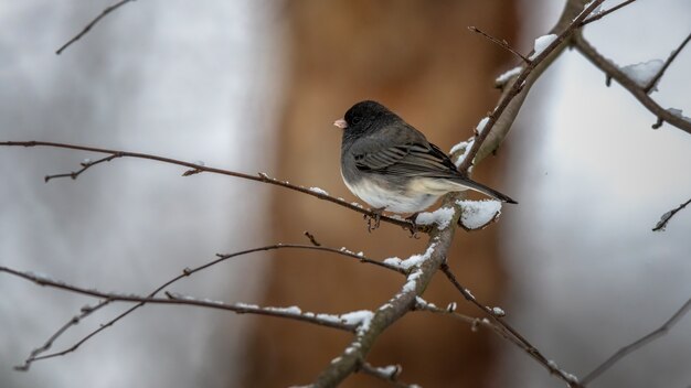 Dark Eyed Junco on a branch