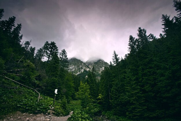 Dark forest in mountains.