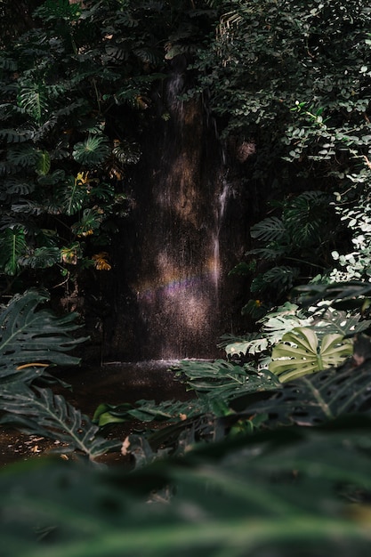 Dark green tree in forest