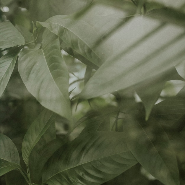 Free photo dark leaf background jungle aesthetic for instagram post