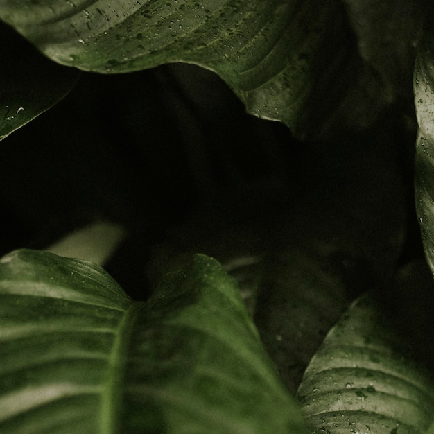 Dark leaf background jungle aesthetic for instagram post