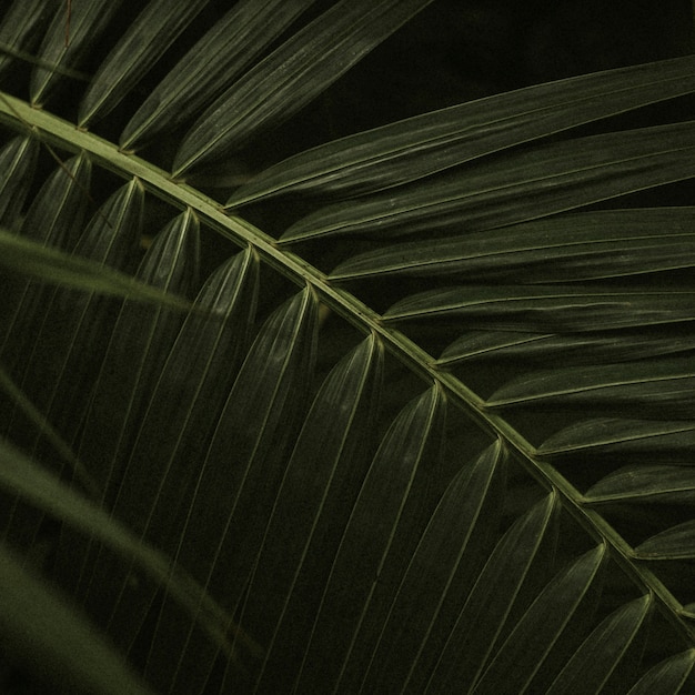 Dark leaf background jungle aesthetic for instagram post