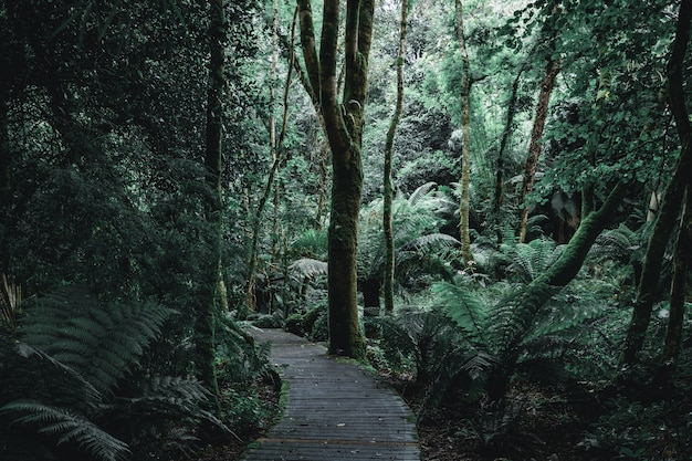 Dark scenery of a forest trail with wooden boards