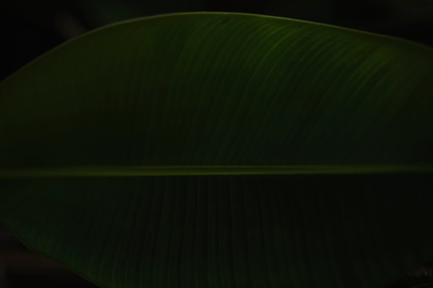 Free Photo dark striped leaf