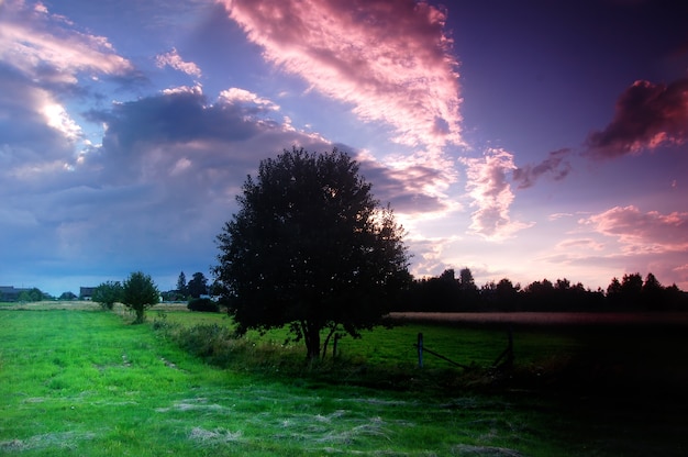 Free Photo dark tree in the meadow