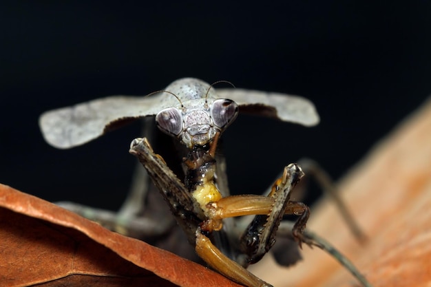 Free photo dead leaf mantis eating on dry leaves