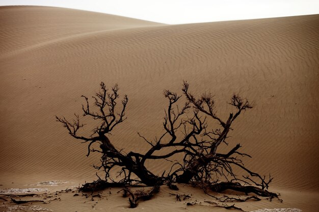 Dead tree in a desert in Xinjiang, China