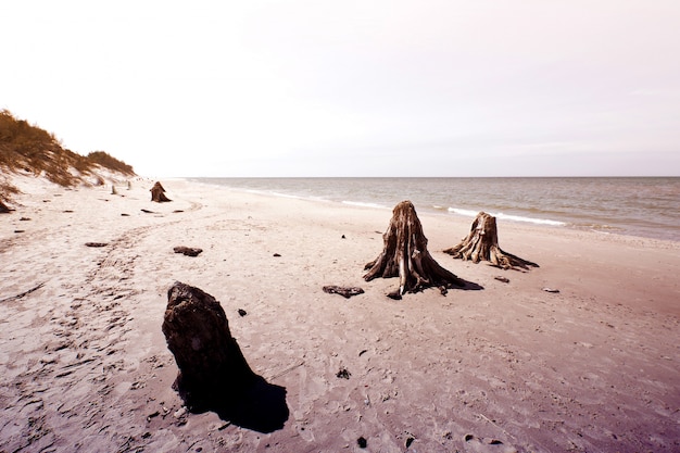 Free Photo dead tree trunks in slowinski national park.