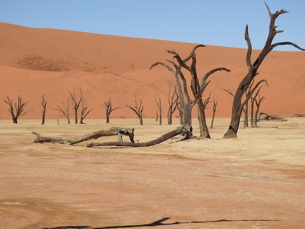 Dead trees in a desert in Deadvlei, Namibia, Africa