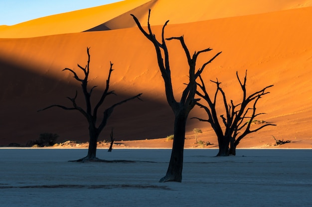 Deadvlei in Namib-Naukluft national park Sossusvlei in Namibia - Dead Camelthorn Trees against orange sand dunes with blue sky.