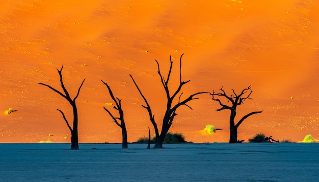 Deadvlei in Namib-Naukluft national park Sossusvlei in Namibia - Dead Camelthorn Trees against orange sand dunes with blue sky.