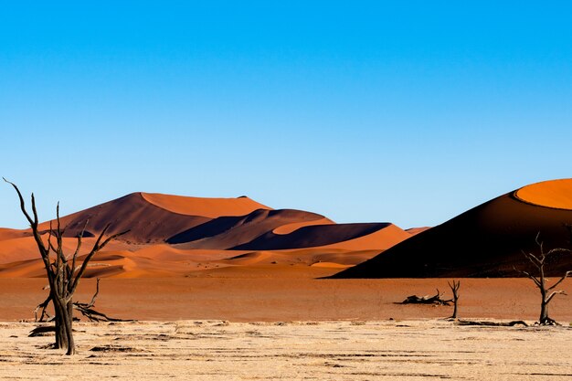 Deadvlei in Namib-Naukluft national park Sossusvlei in Namibia - Dead Camelthorn Trees against orange sand dunes with blue sky.