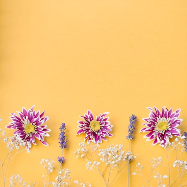 Free photo decoration of common baby's-breath; chrysanthemum and lavender flowers on yellow background